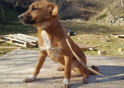 Tierschutzverein Bellas Pfotenhilfe Hunderettung Bosnien Hund adoptieren Tamo