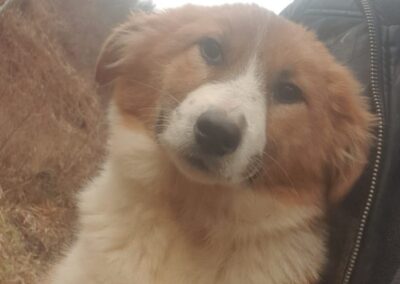 Tierschutzverein Bellas Pfotenhilfe Hunderettung Bosnien Hund adoptieren Tatjana