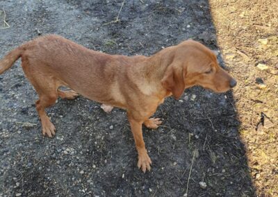 Tierschutzverein Bellas Pfotenhilfe Hunderettung Bosnien Hund adoptieren Tayo