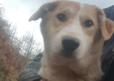 Tierschutzverein Bellas Pfotenhilfe Hunderettung Bosnien Hund adoptieren Tessa