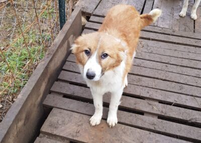Tierschutzverein Bellas Pfotenhilfe Hunderettung Bosnien Hund adoptieren Tessin