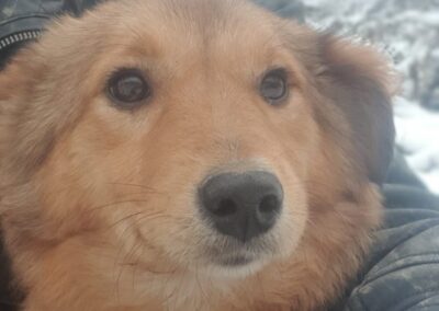 Tierschutzverein Bellas Pfotenhilfe Hunderettung Bosnien Hund adoptieren Thea
