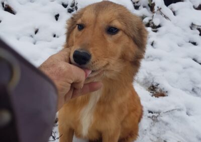 Tierschutzverein Bellas Pfotenhilfe Hunderettung Bosnien Hund adoptieren Thea