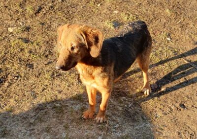 Tierschutzverein Bellas Pfotenhilfe Hunderettung Bosnien Hund adoptieren Timba