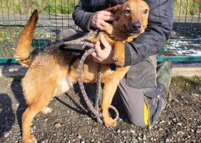 Tierschutzverein Bellas Pfotenhilfe Hunderettung Bosnien Hund adoptieren Timba