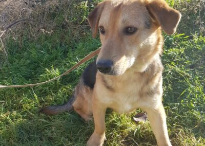 Tierschutzverein Bellas Pfotenhilfe Hunderettung Bosnien Hund adoptieren Timo
