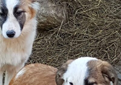 Tierschutzverein Bellas Pfotenhilfe Hunderettung Bosnien Hund adoptieren Tonya