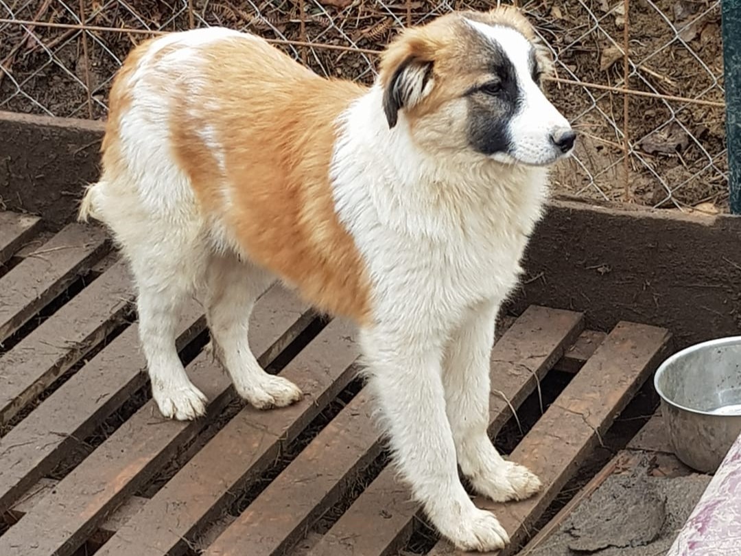 Tierschutzverein Bellas Pfotenhilfe Hunderettung Bosnien Hund adoptieren Tonya