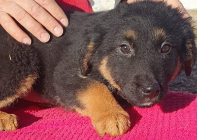 Tierschutzverein Bellas Pfotenhilfe Hunderettung Bosnien Hund adoptieren Vaiana