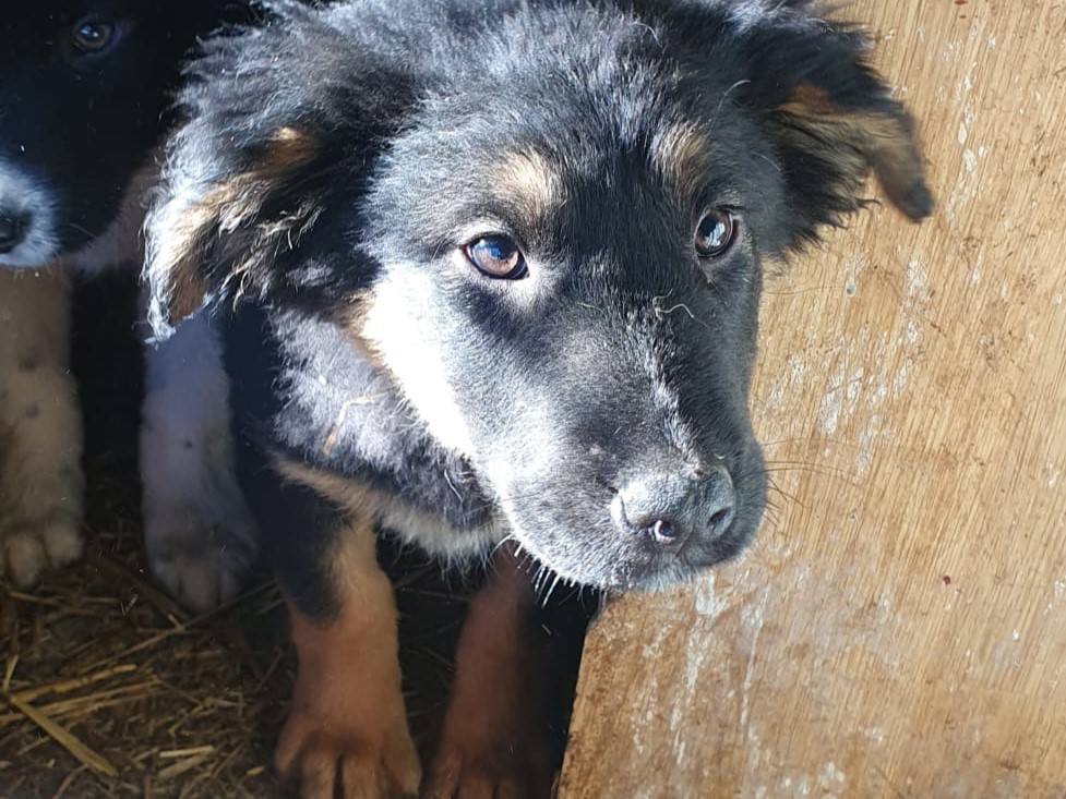 Tierschutzverein Bellas Pfotenhilfe Hunderettung Bosnien Hund adoptieren Vaiana