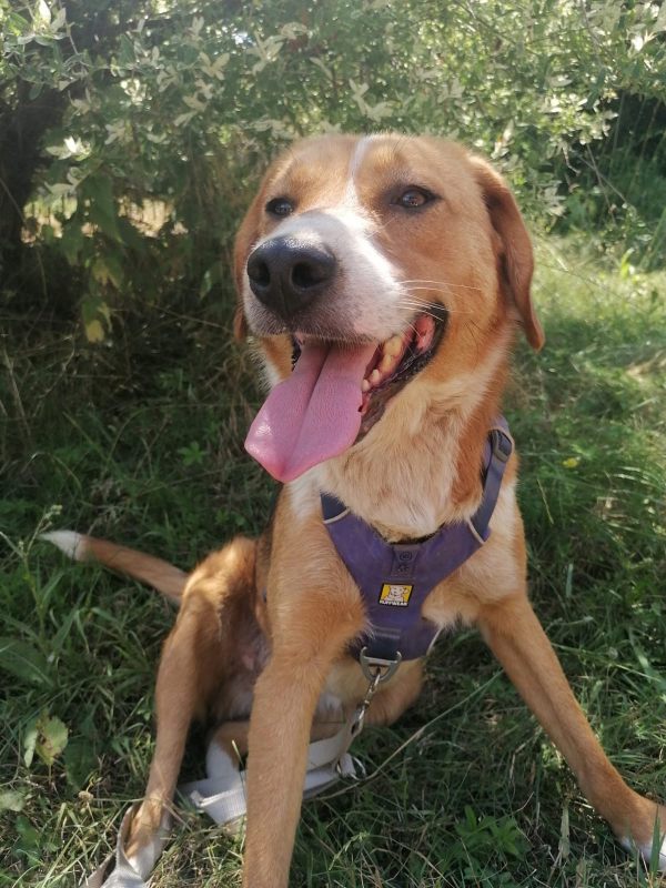 Tierschutzverein Bellas Pfotenhilfe Hunderettung Bosnien Hund adoptieren Basti