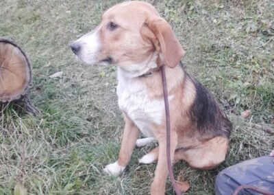 Tierschutzverein Bellas Pfotenhilfe Hunderettung Bosnien Hund adoptieren Basti