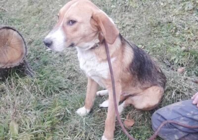 Tierschutzverein Bellas Pfotenhilfe Hunderettung Bosnien Hund adoptieren Basti