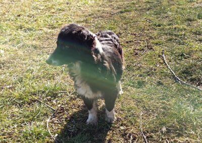 Tierschutzverein Bellas Pfotenhilfe Hunderettung Bosnien Hund adoptieren Leleja