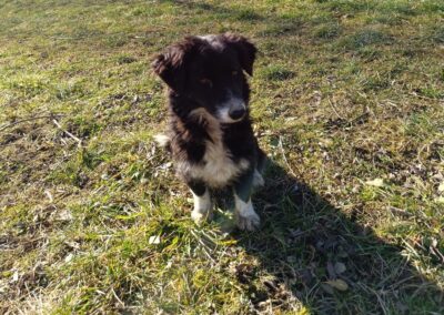Tierschutzverein Bellas Pfotenhilfe Hunderettung Bosnien Hund adoptieren Leleja