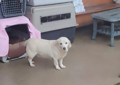 Tierschutzverein Bellas Pfotenhilfe Hunderettung Bosnien Hund adoptieren Lilo