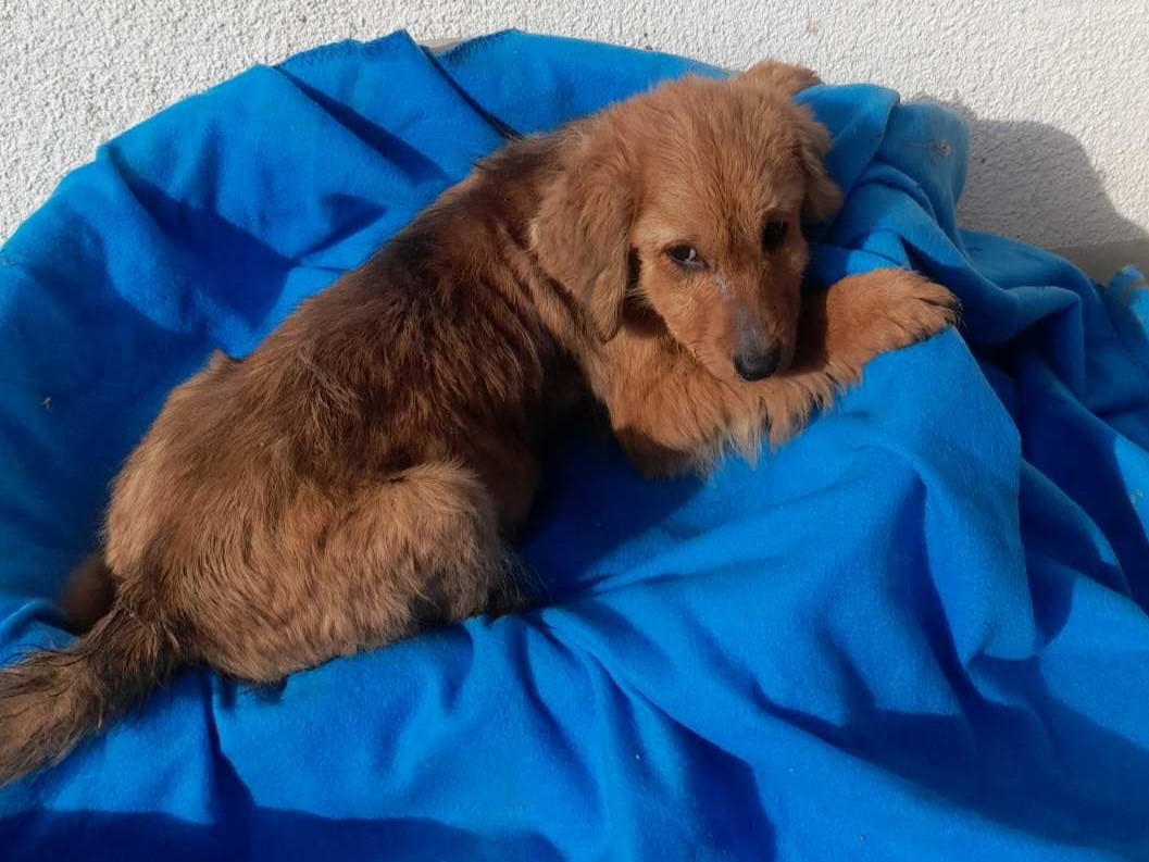 Tierschutzverein Bellas Pfotenhilfe Hunderettung Bosnien Hund adoptieren Tammi