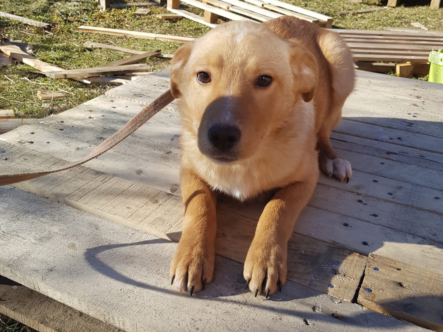 Tierschutzverein Bellas Pfotenhilfe Hunderettung Bosnien Hund adoptieren Tamo