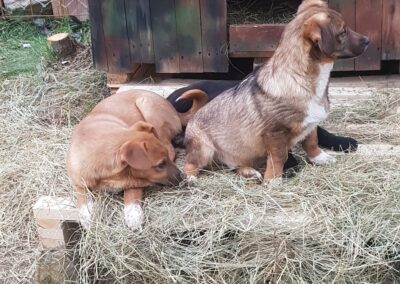 Tierschutzverein Bellas Pfotenhilfe Hunderettung Bosnien Hund adoptieren Timon