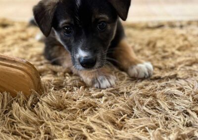 Tierschutzverein Bellas Pfotenhilfe Hunderettung Bosnien Hund adoptieren Welpe Suza