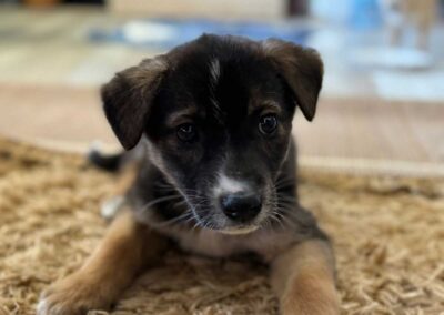 Tierschutzverein Bellas Pfotenhilfe Hunderettung Bosnien Hund adoptieren Welpe Suza