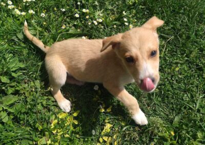 Tierschutzverein Bellas Pfotenhilfe Hunderettung Bosnien Hund adoptieren Welpe Freddy