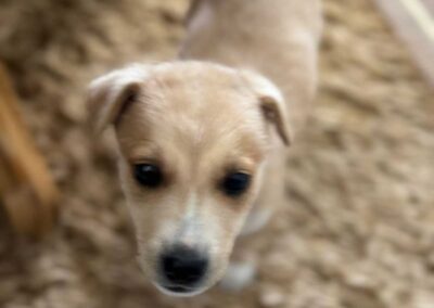 Tierschutzverein Bellas Pfotenhilfe Hunderettung Bosnien Hund adoptieren Welpe Freddy