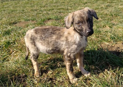 Tierschutzverein Bellas Pfotenhilfe Hunderettung Bosnien Hund adoptieren Welpe