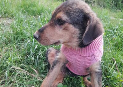 Tierschutzverein Bellas Pfotenhilfe Hunderettung Bosnien Hund Welpe adoptieren Mila