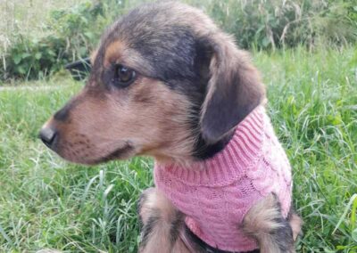 Tierschutzverein Bellas Pfotenhilfe Hunderettung Bosnien Hund Welpe adoptieren Mila