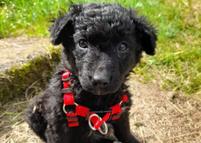 Tierschutzverein Bellas Pfotenhilfe Hunderettung Bosnien Hund adoptieren Welpe