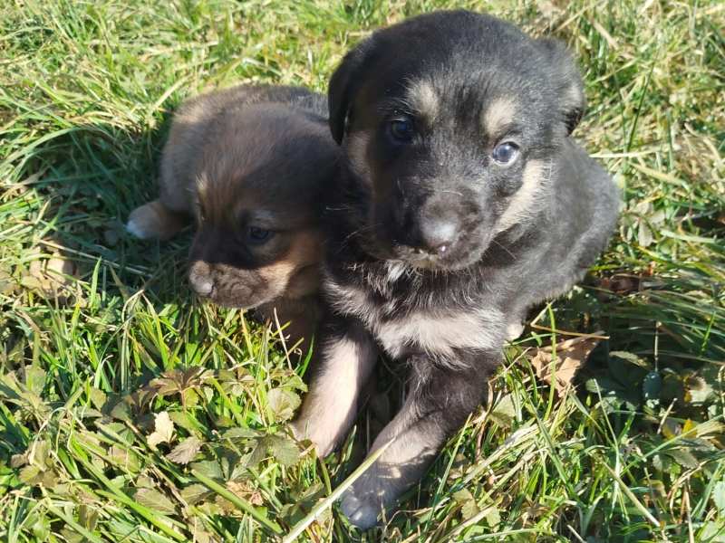 leon_rüde_adoptieren Testhund