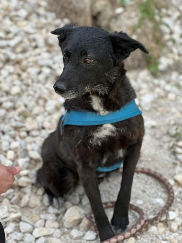 bärchen_adoption_rüde Tierschutzverein Bellas Pfotenhilfe Hunderettung Bosnien Hund adoptieren Bärchen