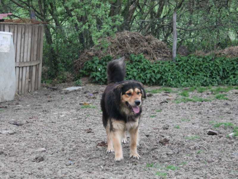 Tierschutzverein Bellas Pfotenhilfe Hunderettung Bosnien Hund adoptieren Bärchen