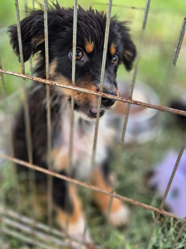 Tierschutzverein Bellas Pfotenhilfe Hunderettung Bosnien Hund adoptieren Bärchen