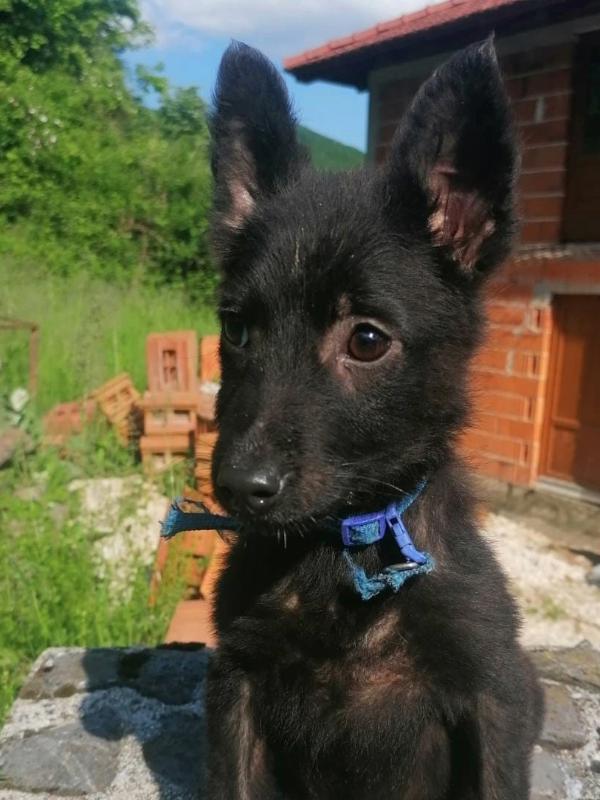 Tierschutzverein Bellas Pfotenhilfe Hunderettung Bosnien Hund adoptieren Bärchen