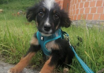Gremlie