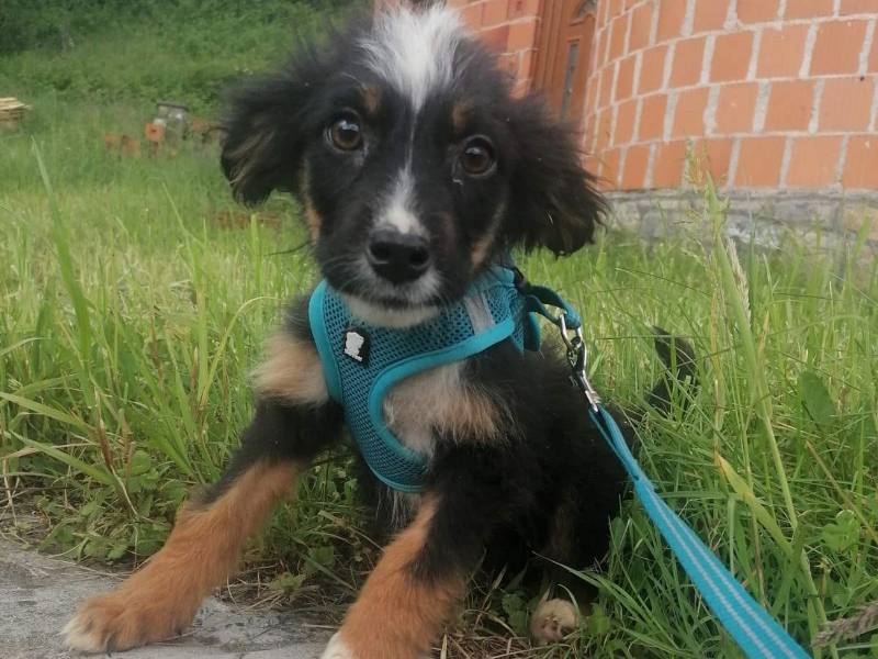 gremlie_hündin_adoption Tierschutzverein Bellas Pfotenhilfe Hunderettung Bosnien Hund adoptieren Bärchen