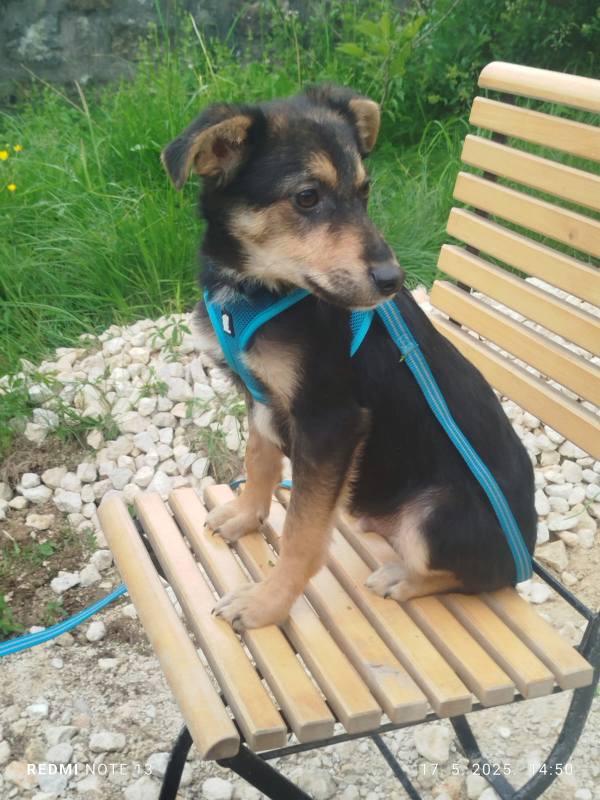 Tierschutzverein Bellas Pfotenhilfe Hunderettung Bosnien Hund adoptieren Bärchen