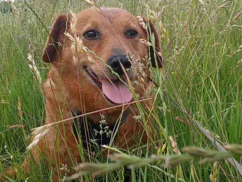 Asha (bereits in Deutschland)