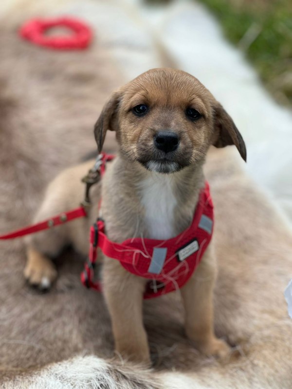Tierschutzverein Bellas Pfotenhilfe Hunderettung Bosnien Hund adoptieren Bärchen