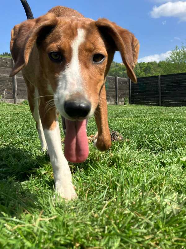 Tierschutzverein Bellas Pfotenhilfe Hunderettung Bosnien Hund adoptieren Bärchen