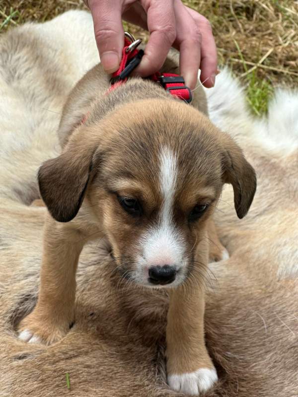 Tierschutzverein Bellas Pfotenhilfe Hunderettung Bosnien Hund adoptieren Bärchen
