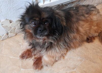 Bibi (ehemals Anci)