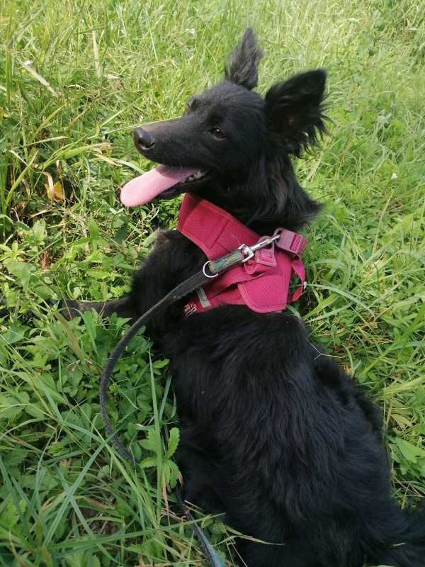 Tierschutzverein Bellas Pfotenhilfe Hunderettung Bosnien Hund adoptieren Bärchen