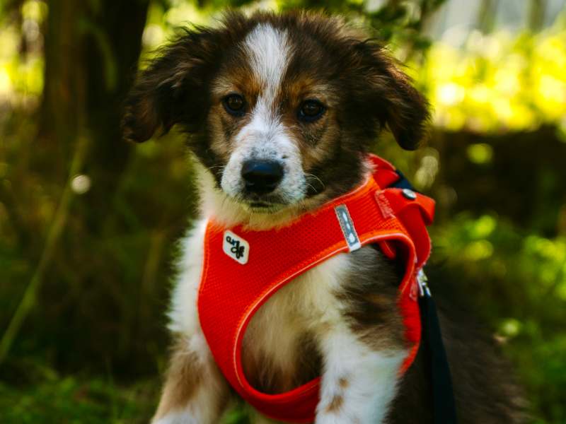 Remi
