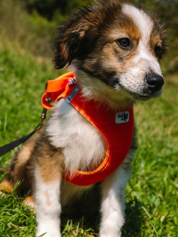remi_rüde_adoption Tierschutzverein Bellas Pfotenhilfe Hunderettung Bosnien Hund adoptieren Bärchen