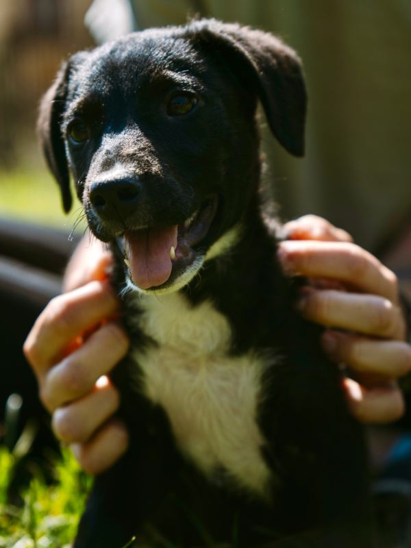 Tierschutzverein Bellas Pfotenhilfe Hunderettung Bosnien Hund adoptieren Bärchen