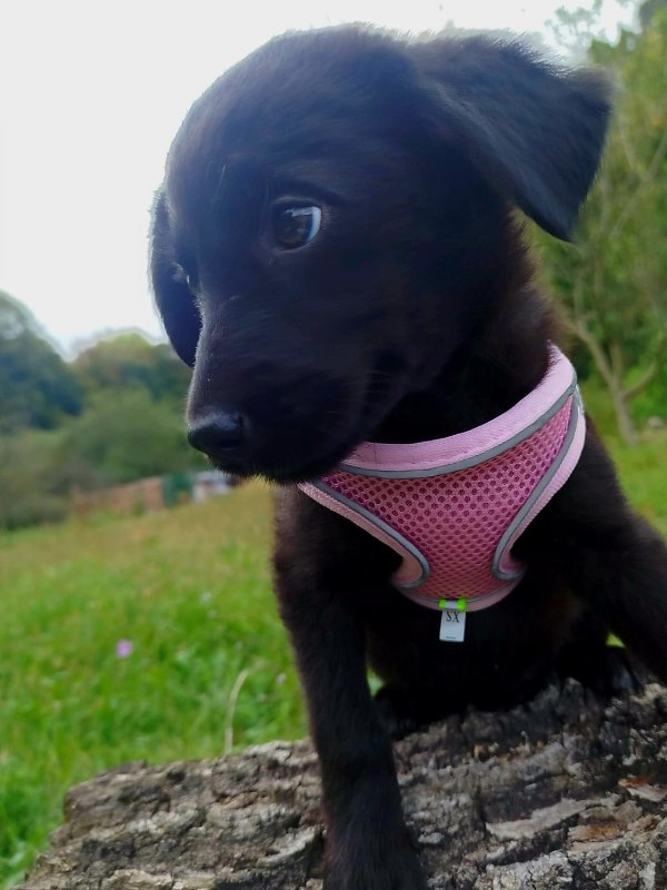 Tierschutzverein Bellas Pfotenhilfe Hunderettung Bosnien Hund adoptieren Bärchen