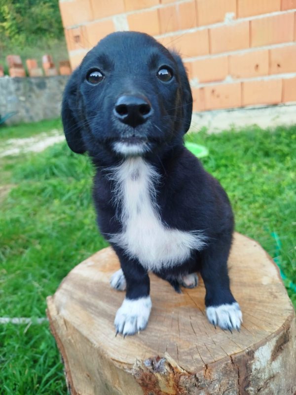 Tierschutzverein Bellas Pfotenhilfe Hunderettung Bosnien Hund adoptieren Bärchen